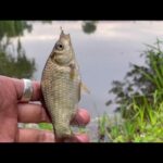 ミステリー？な釣場で 小物釣り　蓮田市 山ノ神沼　Smallfishing  Ｍicrofishing