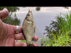 ミステリー？な釣場で 小物釣り　蓮田市 山ノ神沼　Smallfishing  Ｍicrofishing