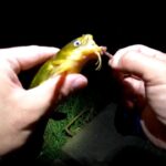 ウナギ釣りでUSAナマズと謎魚襲来。