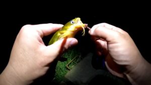 ウナギ釣りでUSAナマズと謎魚襲来。