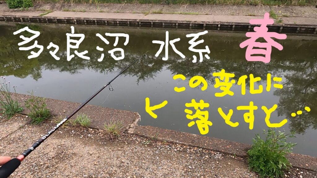 【春の多々良沼】そっちだったか春多々良【Zfactory豚うなぎ】【バス釣りスポーニング】