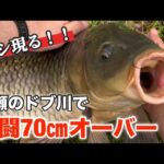 【大物釣り】子供がいない昼、父ちゃん本気のヌシ狙い！ミミズ一匹で釣れた奇跡の野鯉！コイ釣り・鯉釣り・浮き釣り・ドブ川・コイ・鯉・川・釣り・ミミズ・魚・春・亀・アカミミガメ・carp・Fishing