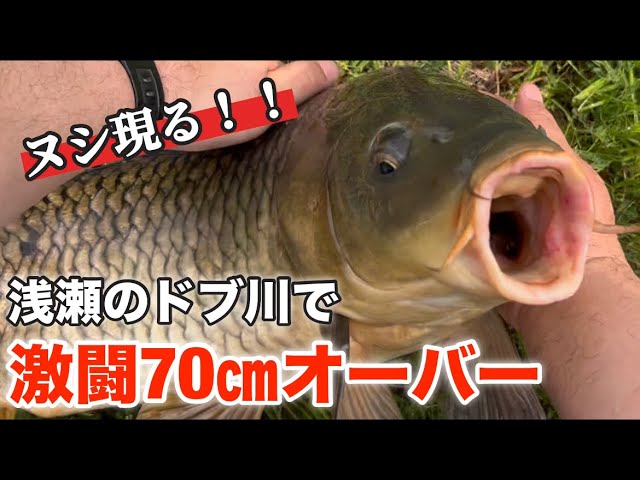【大物釣り】子供がいない昼、父ちゃん本気のヌシ狙い！ミミズ一匹で釣れた奇跡の野鯉！コイ釣り・鯉釣り・浮き釣り・ドブ川・コイ・鯉・川・釣り・ミミズ・魚・春・亀・アカミミガメ・carp・Fishing