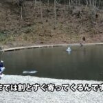 頂鱒がどれぐらい引くのか、実際のファイトシーンをノーカットでお見せします。／あいづフィッシングエリア #エリアトラウト #fishing #釣り #アウトドア #釣り堀 #管理釣り場