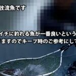 本日から営業終了後に翌日の放流をすることにいたします／あいづフィッシングエリア #エリアトラウト #fishing #釣り #アウトドア #釣り堀 #管理釣り場