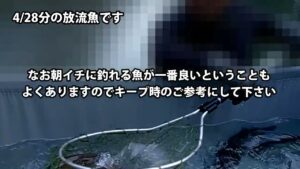 本日から営業終了後に翌日の放流をすることにいたします／あいづフィッシングエリア #エリアトラウト #fishing #釣り #アウトドア #釣り堀 #管理釣り場