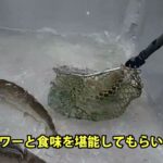 毎日大型トラウトを放流しています／あいづフィッシングエリア #エリアトラウト #fishing #釣り #アウトドア #釣り堀 #管理釣り場