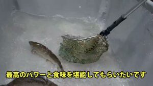 毎日大型トラウトを放流しています／あいづフィッシングエリア #エリアトラウト #fishing #釣り #アウトドア #釣り堀 #管理釣り場