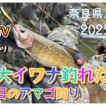 【渓流釣り】奈良県川上村で主みたいなでっかいイワナ釣れました。アマゴ釣ってたらニホンカモシカやってきたhttps://youtu.be/4fc-stxMaew入れ食いTV　ireguiTV