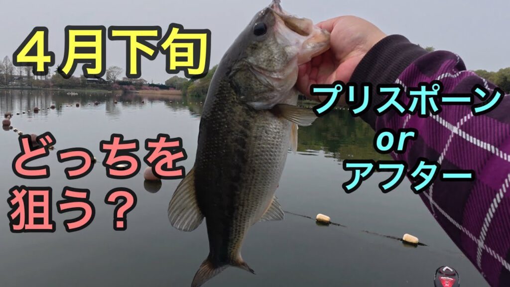 【バス釣り４月下旬】プリスポーンorアフター、どっちを狙う？