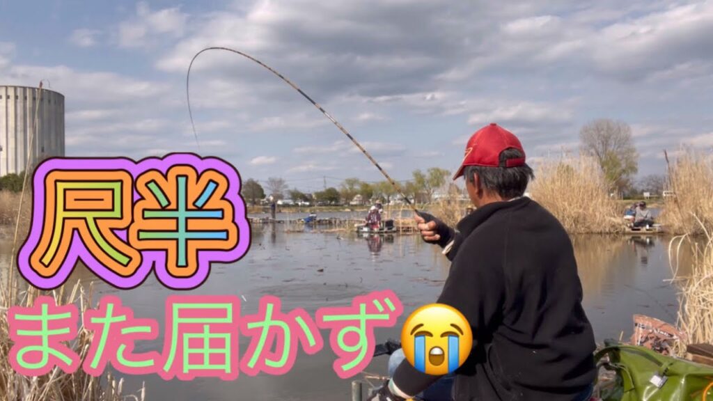 《へらぶな釣り to 近藤沼》時間を追う毎にハタキ量が多くなり糸ズレアタリが頻繁？に😩また数ミリで尺半に届かず😭