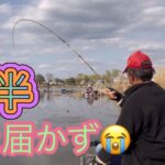 《へらぶな釣り to 近藤沼》時間を追う毎にハタキ量が多くなり糸ズレアタリが頻繁？に😩また数ミリで尺半に届かず😭