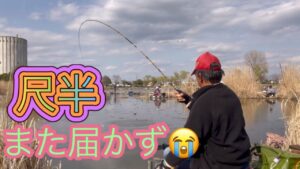 《へらぶな釣り to 近藤沼》時間を追う毎にハタキ量が多くなり糸ズレアタリが頻繁？に😩また数ミリで尺半に届かず😭