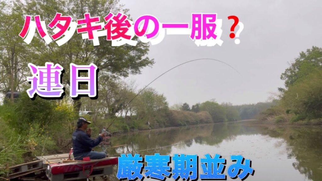 《へらぶな釣り to 川田谷沼》厳寒期の1、3月の方が釣れたし浮きは動いてた😫(今回はジャミ、ギルアタリが出てたのは除いて)