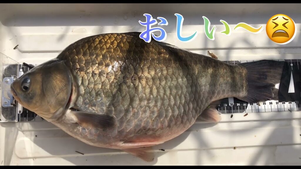 《へらぶな釣り to 砂沼》後もうちょいだったのにぃ😫40オーバーが…2021 4/12 茨城県下妻市にある砂沼にて