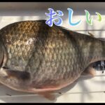 《へらぶな釣り to 砂沼》後もうちょいだったのにぃ😫40オーバーが…2021 4/12 茨城県下妻市にある砂沼にて