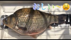 《へらぶな釣り to 砂沼》後もうちょいだったのにぃ😫40オーバーが…2021 4/12 茨城県下妻市にある砂沼にて