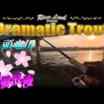 サクラマス浪漫 九頭竜川２５年目の宝探し ～ドラマティックトラウト trout fishing japan