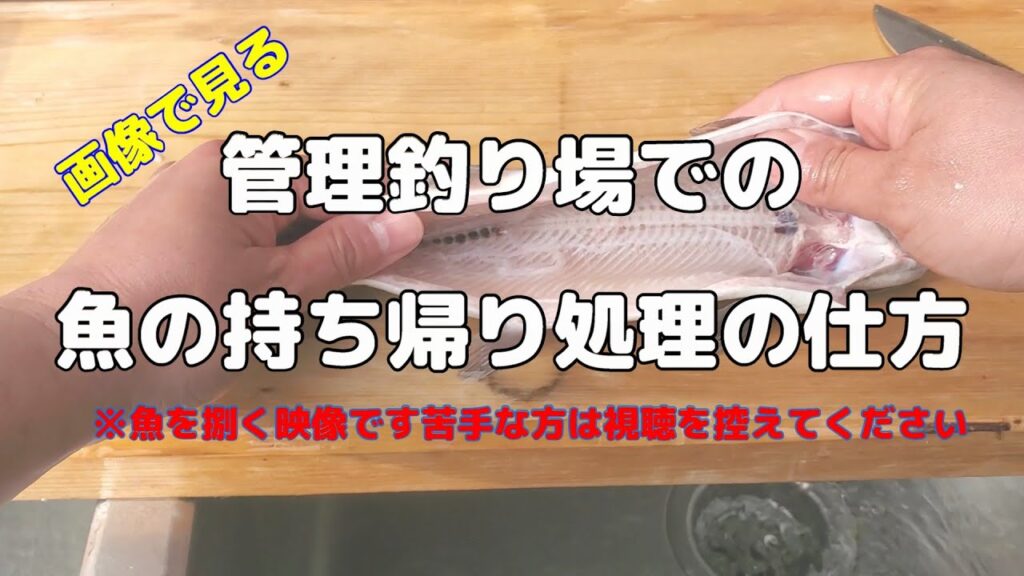 【魚捌き】管理釣り場での魚の持ち帰り処理の仕方【管理釣り場】【エリアトラウト】