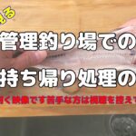 【魚捌き】管理釣り場での魚の持ち帰り処理の仕方【管理釣り場】【エリアトラウト】