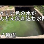 【小物釣り】ここで魚は釣れるのか！？【山ノ神沼と横の水路】