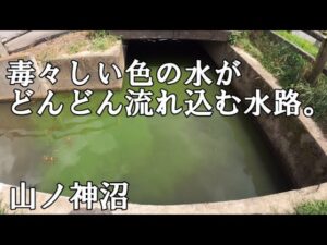 【小物釣り】ここで魚は釣れるのか！？【山ノ神沼と横の水路】