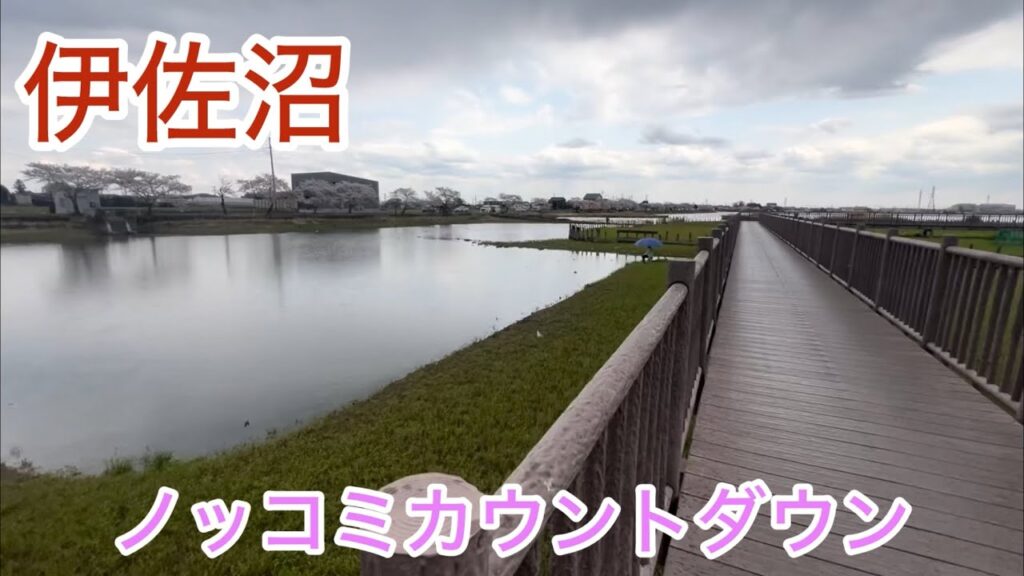 伊佐沼へらぶなノッコミカウントダウン！今年はへらぶな釣れる気がする！