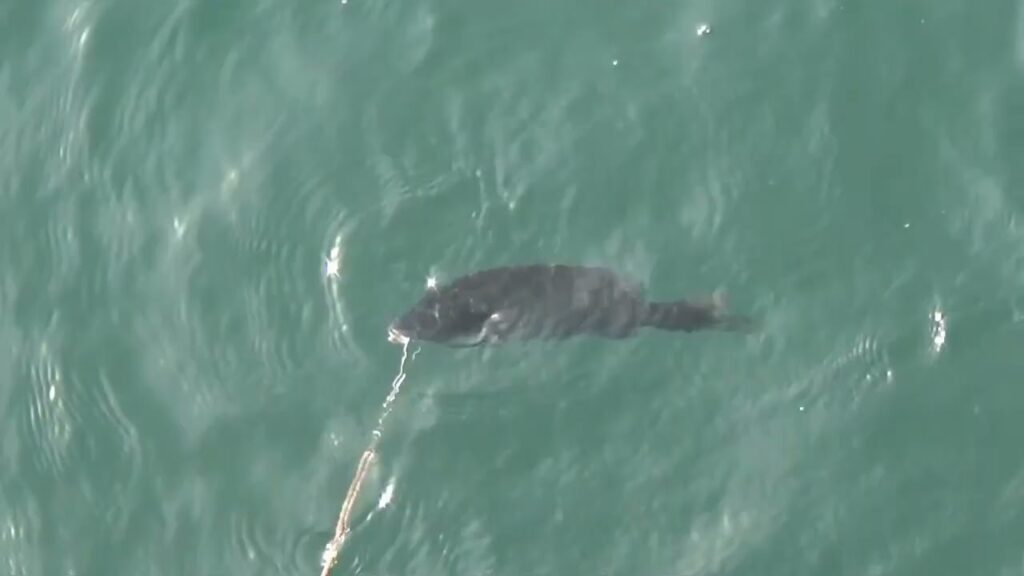 南浜名湖の釣り　魚釣れています