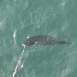 南浜名湖の釣り　魚釣れています