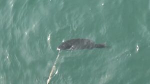 南浜名湖の釣り　魚釣れています