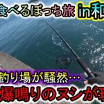 静かな釣り場が騒然…釣り旅最終日にドラグ爆鳴きのヌシが現れた和歌山の海は恐ろしい