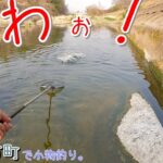 わぉ！ 完全に油断してました！  八王子市西寺方町で小物釣り。