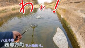 わぉ！ 完全に油断してました！  八王子市西寺方町で小物釣り。