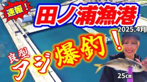 【アジ釣り】人気の釣り場【和歌山田ノ浦漁港】がアツい！アジ回遊中！釣果は絶好調！アジングでもサビキでも釣れる！！