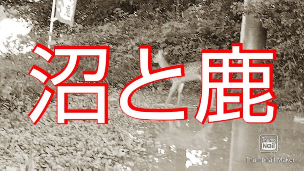 昼下がりの竹沼にバス釣りに行ってみたらまさかの動物が登場した