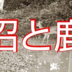 昼下がりの竹沼にバス釣りに行ってみたらまさかの動物が登場した