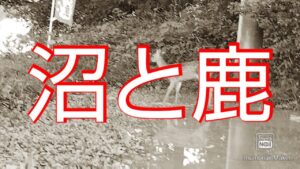 昼下がりの竹沼にバス釣りに行ってみたらまさかの動物が登場した