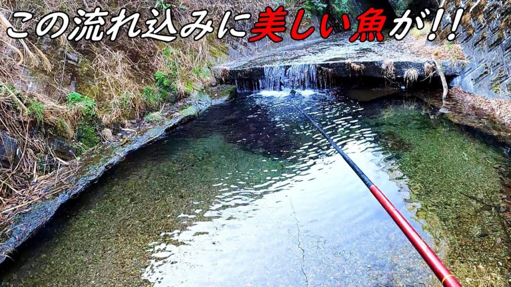 流れ込みで釣れた！！あの綺麗な魚！！
