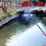 流れ込みで釣れた！！あの綺麗な魚！！