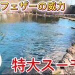 「誰も投げてないルアー」大型スーモンが襲い掛かる‼️【エリアトラウト】【管理釣り場】