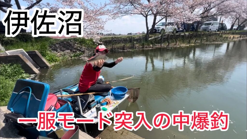 伊佐沼ノッコミへらぶな釣り！一旦一服モードの中アキちゃんは爆釣り流石名手！ポイントも重要なのかな〜