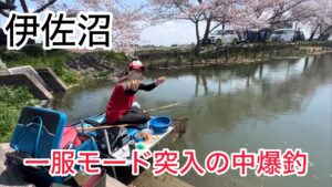 伊佐沼ノッコミへらぶな釣り!一旦一服モードの中アキちゃんは爆釣り流石名手!ポイントも重要なのかな〜