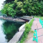 鯉釣り　沼沢沼視察