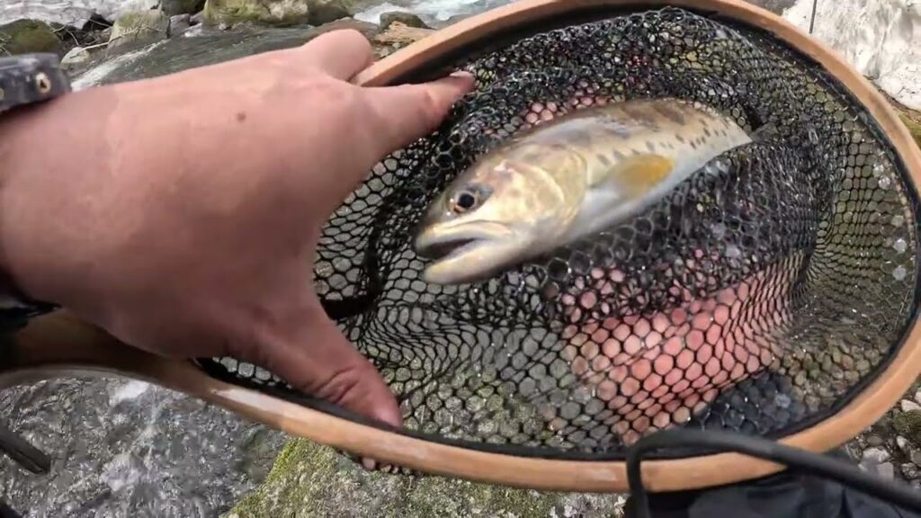 解禁！！！渓流釣りしてきました