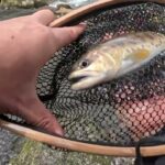 解禁！！！渓流釣りしてきました