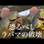 【茨城バス釣り】恐るべしアラバマの破壊力！春の川で爆釣劇！【スモールマウスバス】