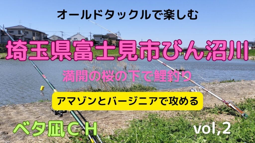 桜満開のびん沼で鯉の吸い込み釣り