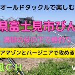 桜満開のびん沼で鯉の吸い込み釣り