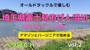 桜満開のびん沼で鯉の吸い込み釣り