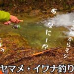 会津【渓流釣り】ヤマメ・イワナをあの手この手で拾い釣り。そして、ふきのとう【渓流ルアー】